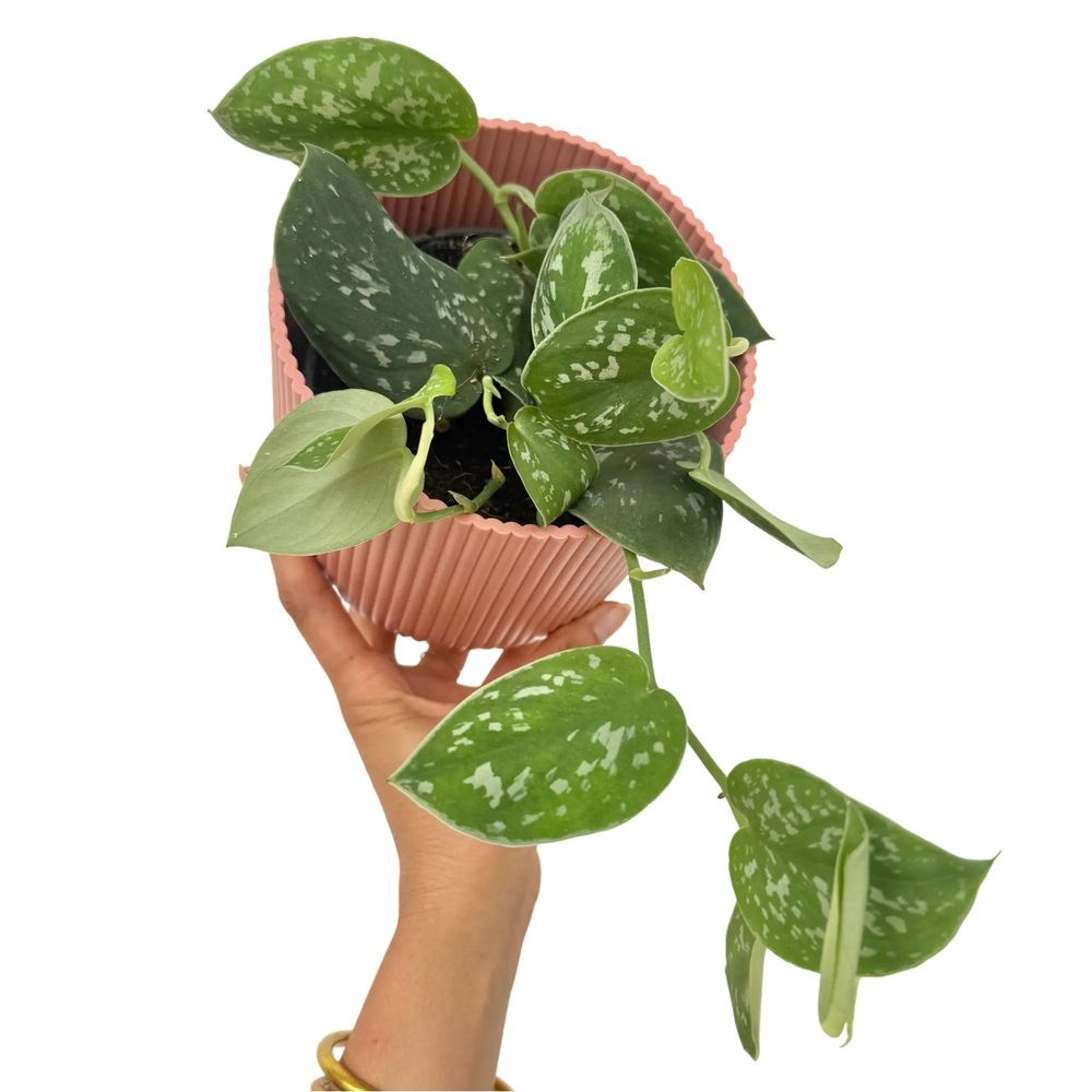 Scindapsus pictus argyraeus - pot de 12cm