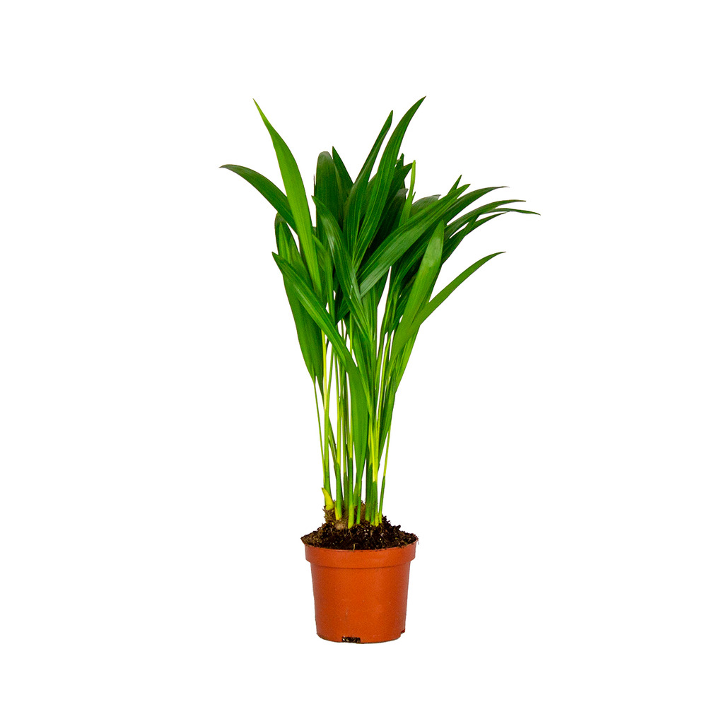 Dypsis lutescens - palmier areca - plantes d’intérieur - hauteur 20-30 cm - pot 10,5 cm