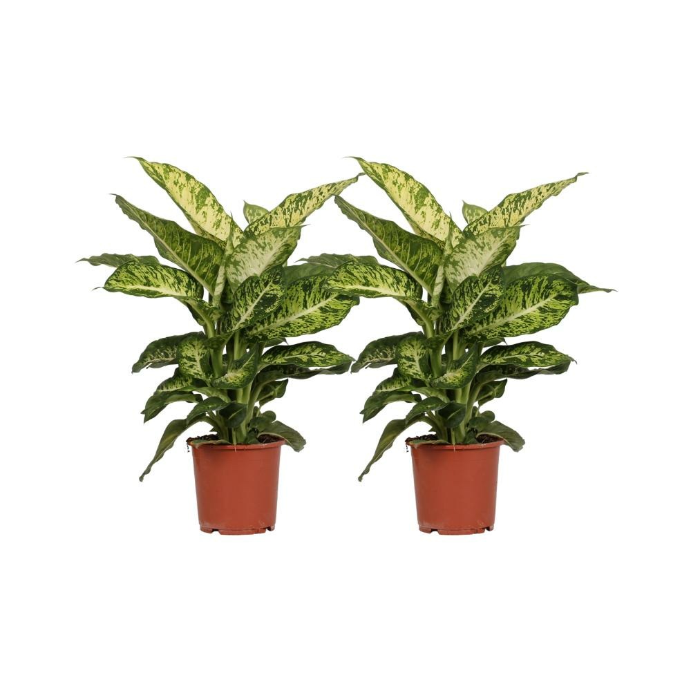 Lot de 2 - dieffenbachia mars - h50 cm