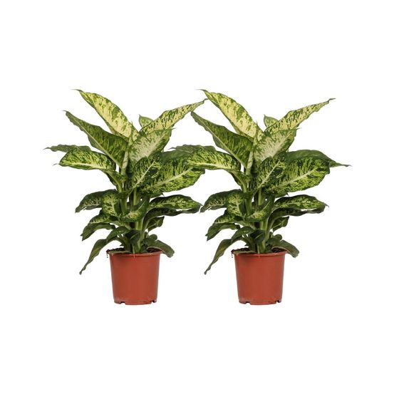 Lot de 2 - dieffenbachia mars - h50 cm