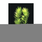 Plante aquatique : Ceratophyllum Demersum en pot