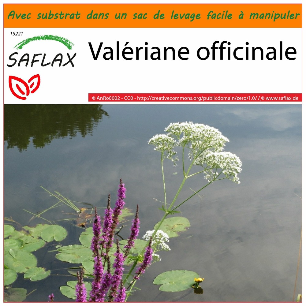 Garden in the bag - valériane officinale - 200 graines - valeriana officinalis