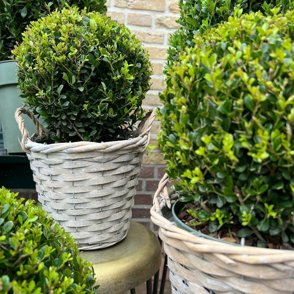Ilex crenata 'jenny' et leur panier x 2