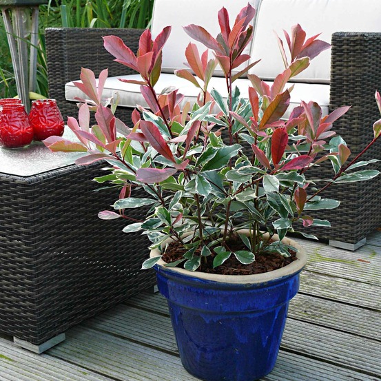 Photinia pink marble - le pot / 2l / hauteur livrée 30-40cm