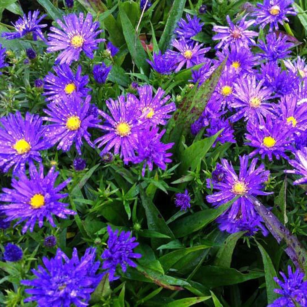 Aster nain 'augenweide' godet de 8/9 cm