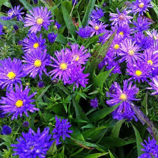 Aster nain 'augenweide' godet de 8/9 cm