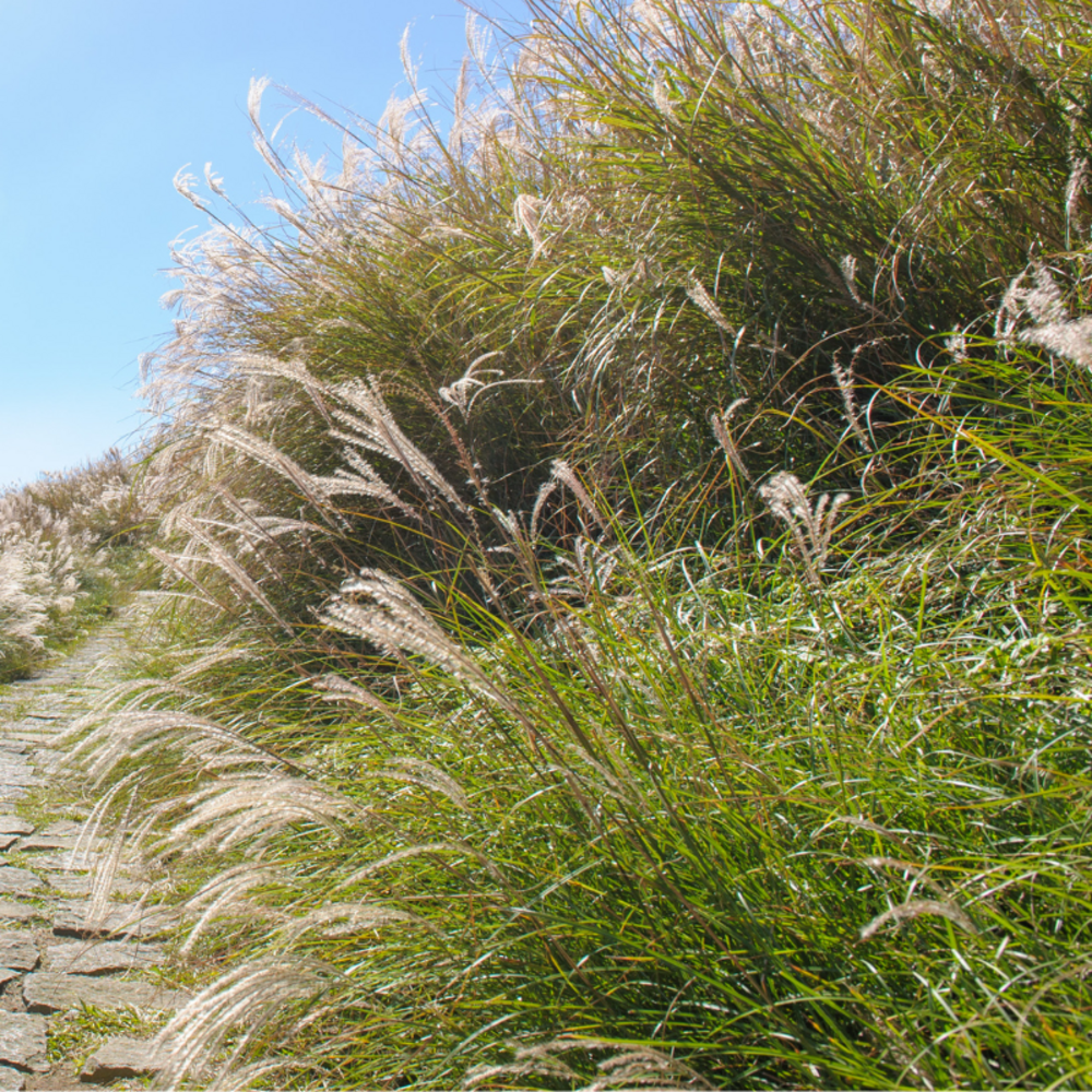 Roseau de chine cosmopolitan - miscanthus sinensis cosmopolitan 60/80 cm pot 3l