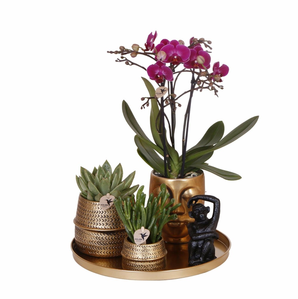 Gift set hotel chic | orchidée phalaenopsis pourpre et succulentes