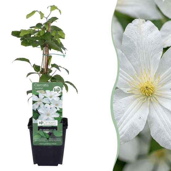 Clématite huldine - 6 plants - h 35 cm, pot ø9 cm