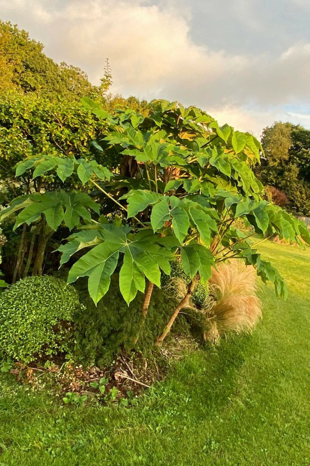 Tetrapanax 'rex' - en pot de 3 litres