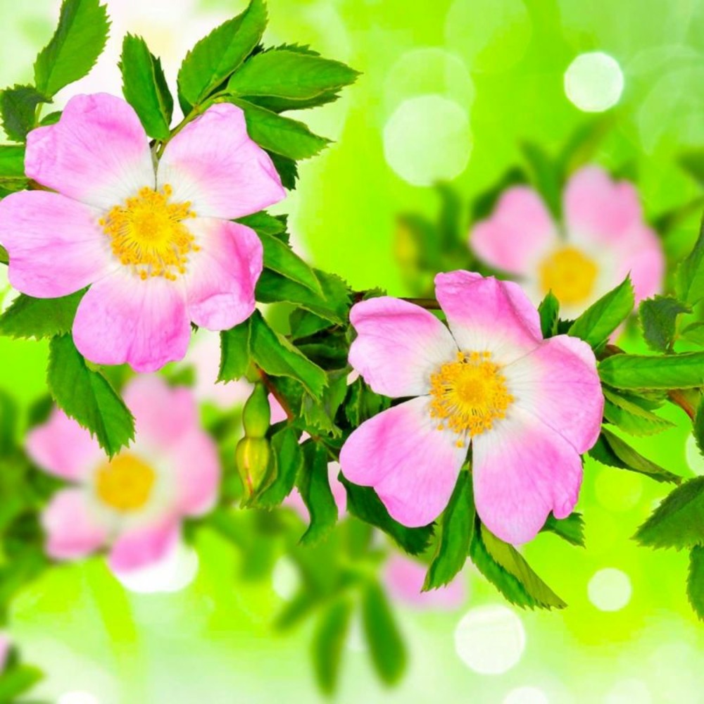 Rosier des chiens (rosa canina)