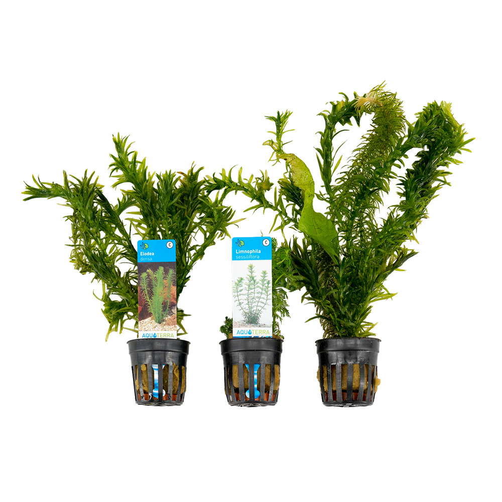 Set de 3 - plantes d'aquarium véritables - accessoires d'aquarium - hauteur 15-20 cm