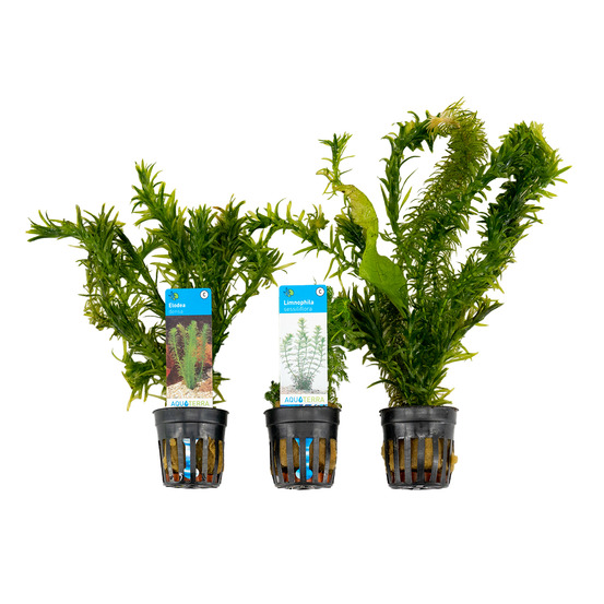 Set de 3 - plantes d'aquarium véritables - accessoires d'aquarium - hauteur 15-20 cm