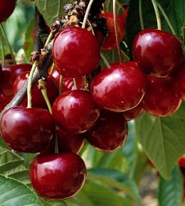 fruits cerisier