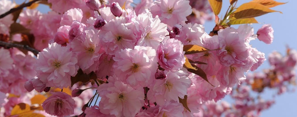 Fleur de cerisier, Japon  Fleur de cerisier japonais, Fleur de cerisier,  Cerisier japonais