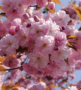plantation cerisier du japon