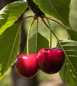 cerises arbre
