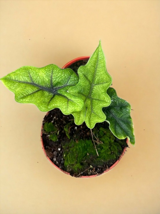Alocasia jacklyn
