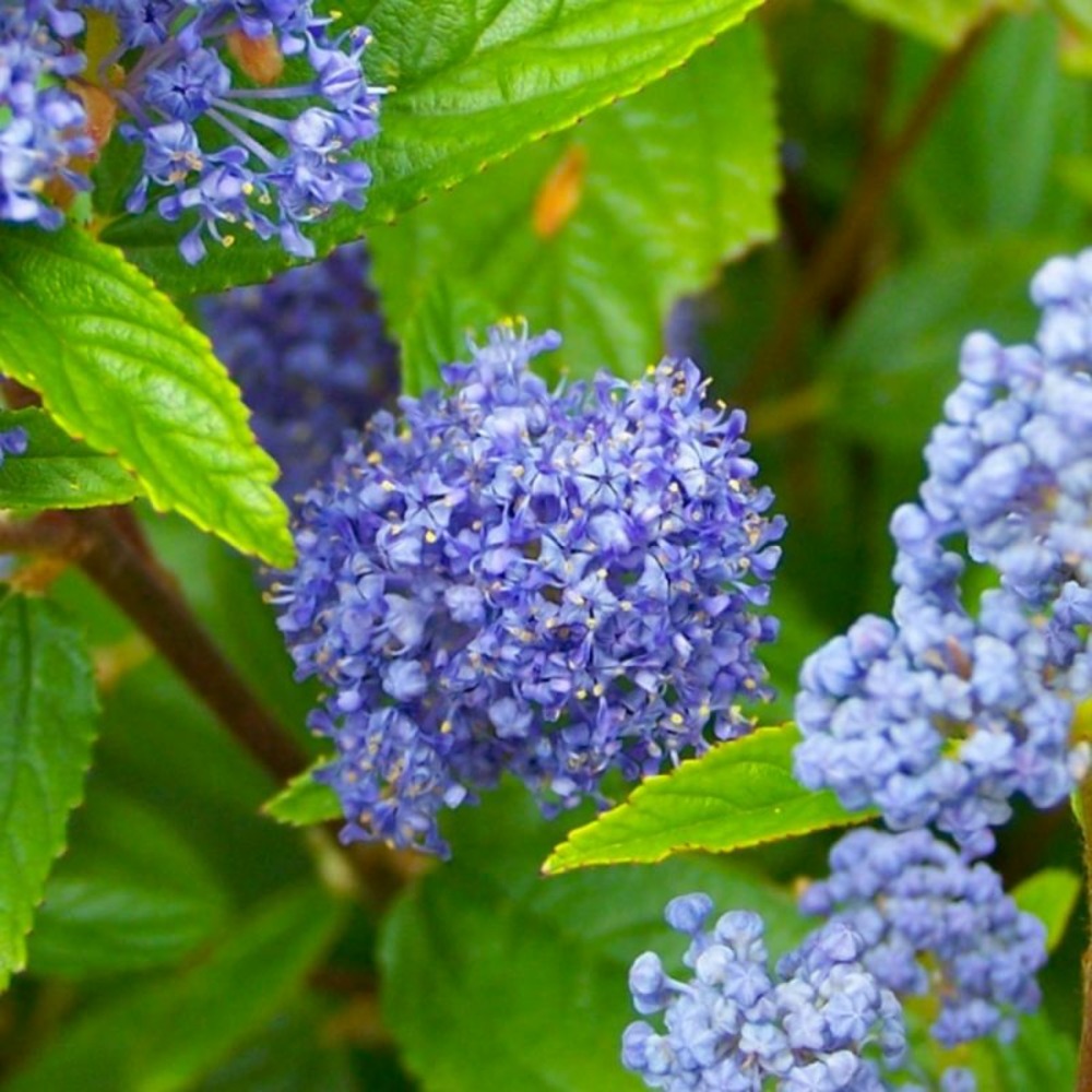 CEANOTHE GLOIRE VERS GF H13A25-(766403)