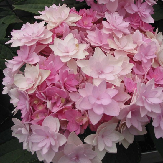 Hortensia 'you and me romance'® pot de 1,5l/2l