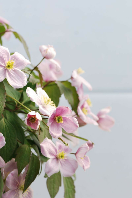 Clematite montana 'fragrant spring' - en pot de 3 litres