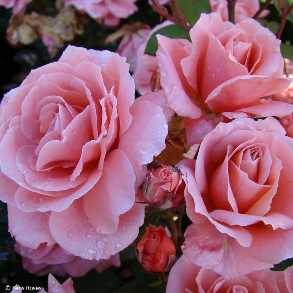 Rosier à massif 'favorite' pot de 4l/5l