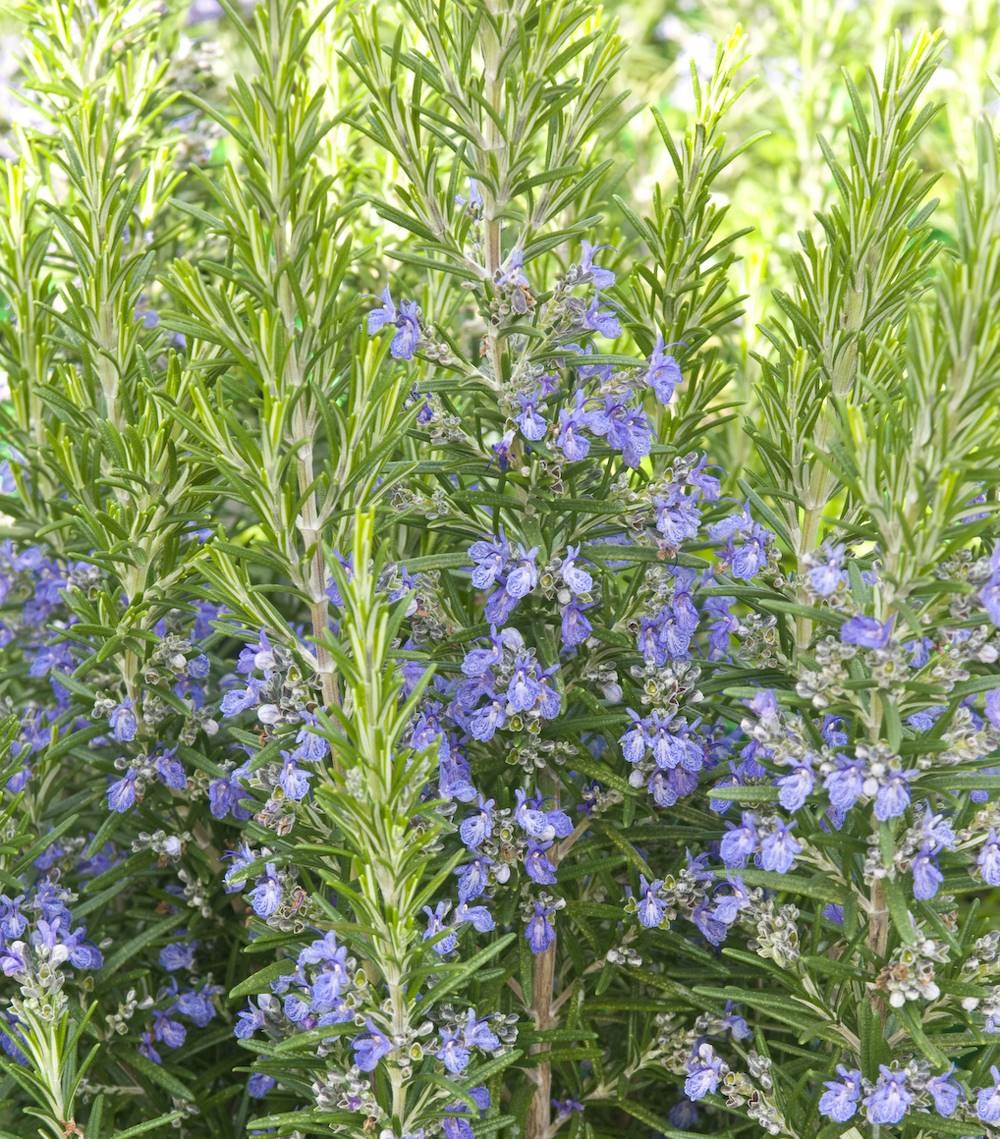 Romarin - lot de 2 godets