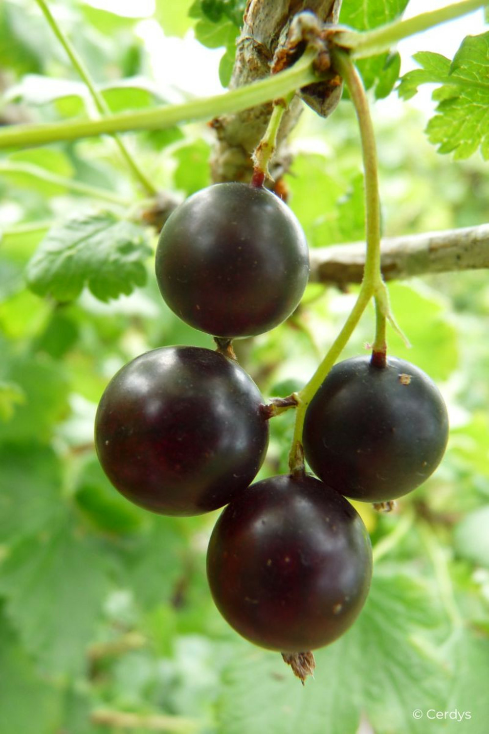Caseille 'josta' - en pot de 1,5 litres