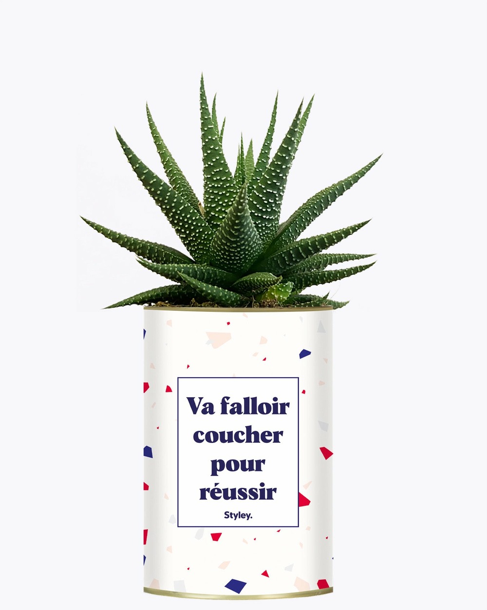 Plante à message - va falloir coucher pour réussir - cactus
