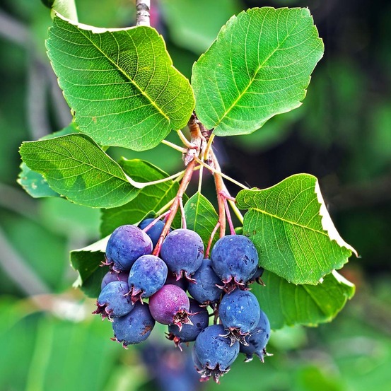 Amélanchier à feuilles d'aulne 'saskatoon berry ' pot de 12l/15l