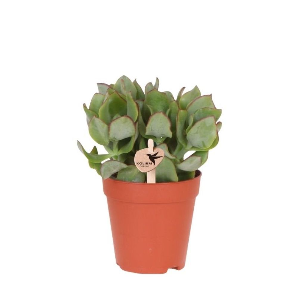 Succulente crassula arborescens - ø9cm - ↕16cm - plantes d'intérieur