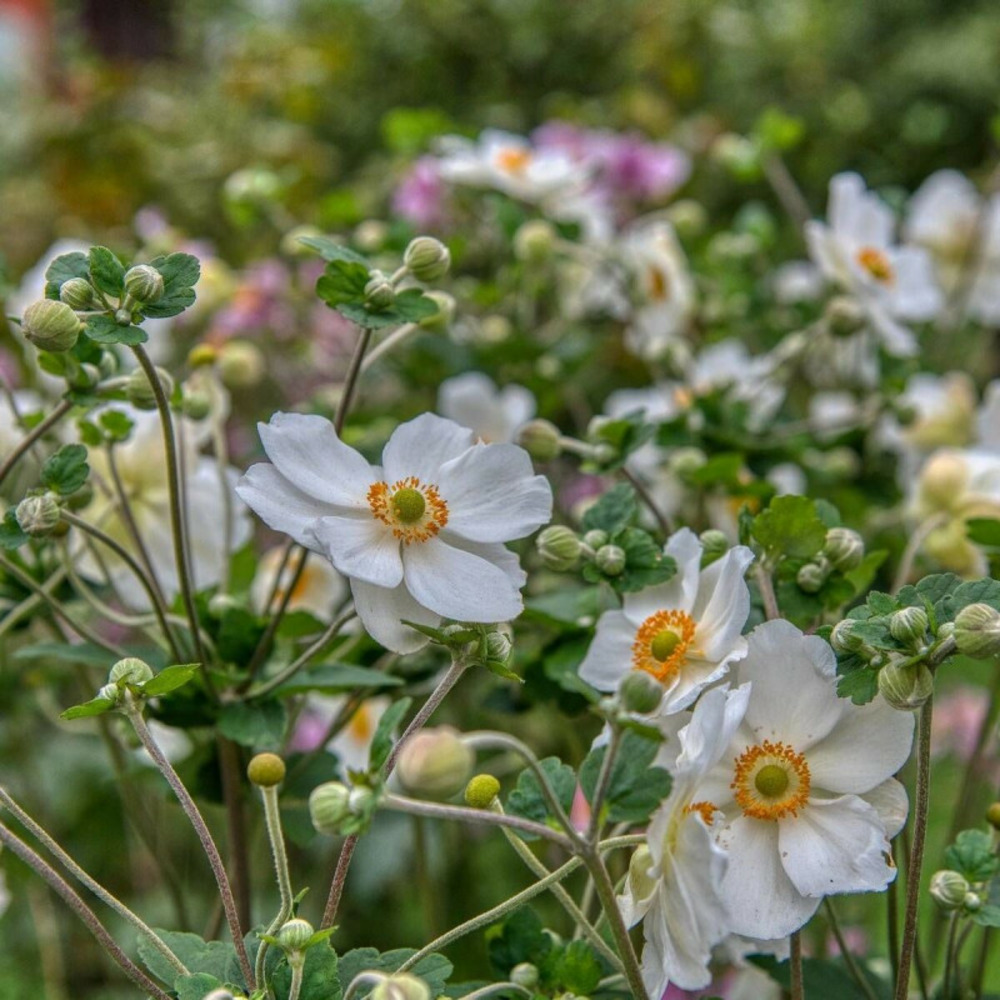 Anémone elfin swan® godet - 5/20 cm