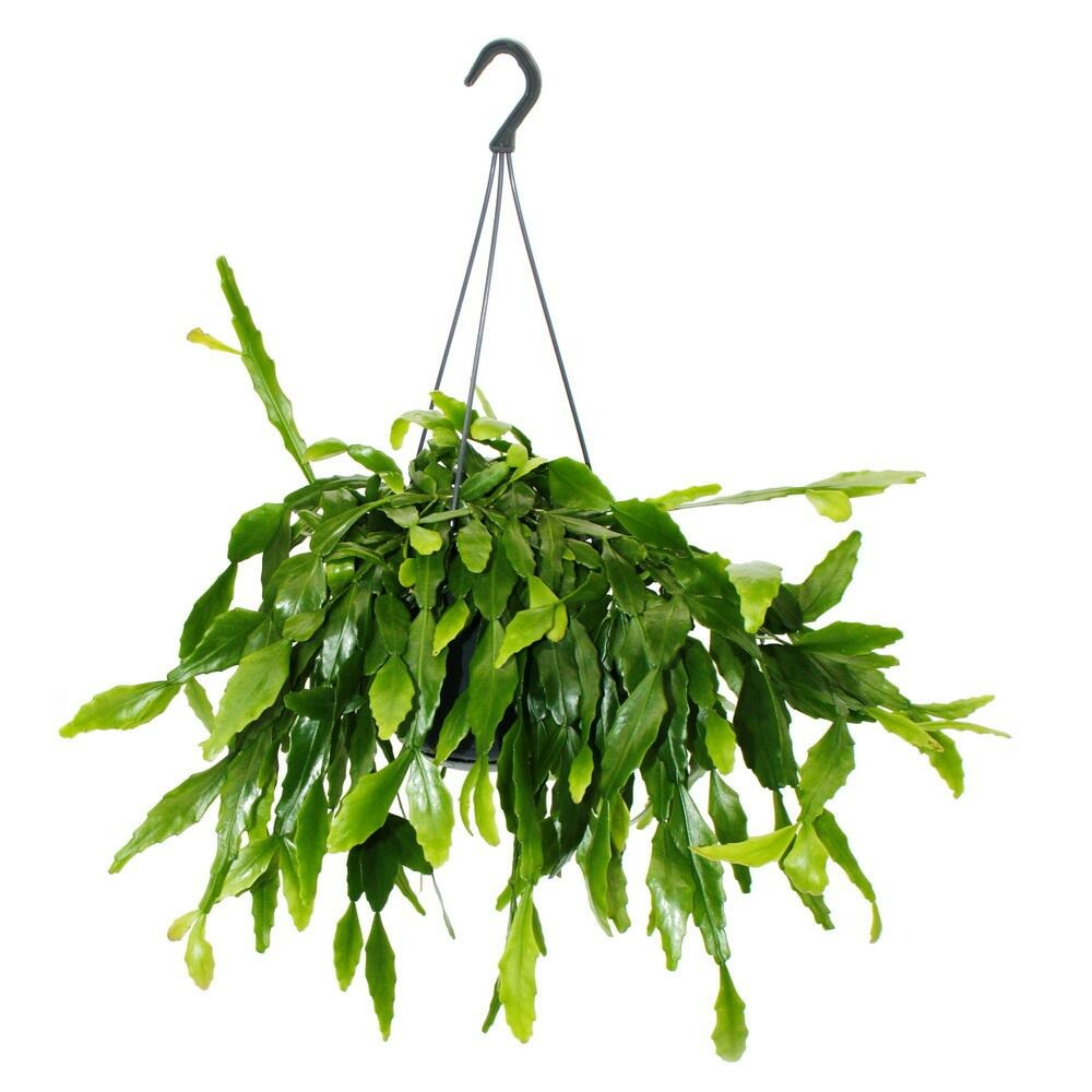 Urban jungle elegance - ambre de cactus moderne avec une superbe structure de feuilles - rhipsalis crispata - 15cm