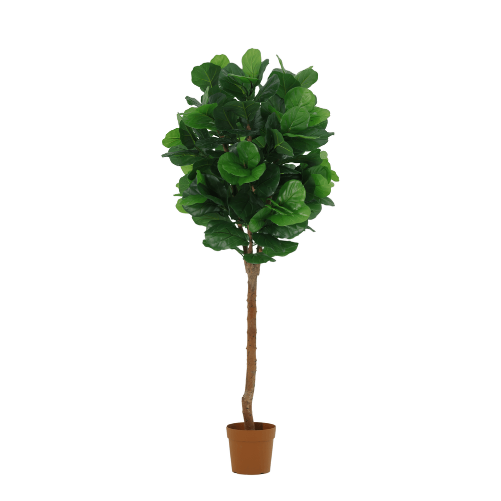 Ficus lyrata - 180cm - ø23cm - plante artificielle