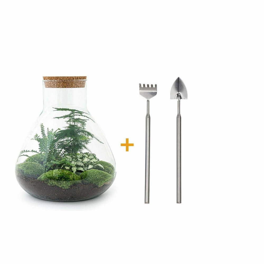 Kit terrarium diy - samos sans led asparagus + fittonia + lierre - pelle + rateau