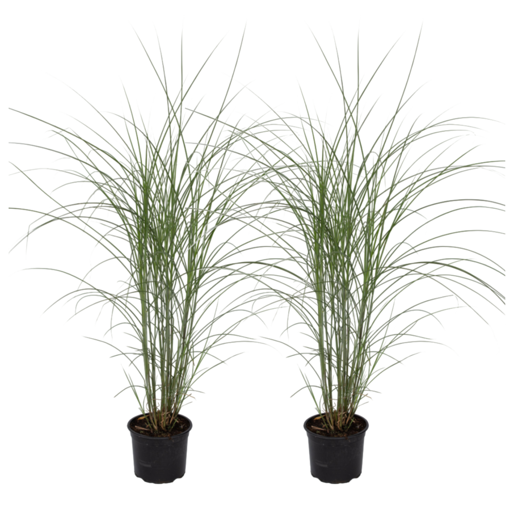 Roseau de chine - set de 2 - miscanthus 'silberspinne' - hauteur 20-30cm - ⌀23cm