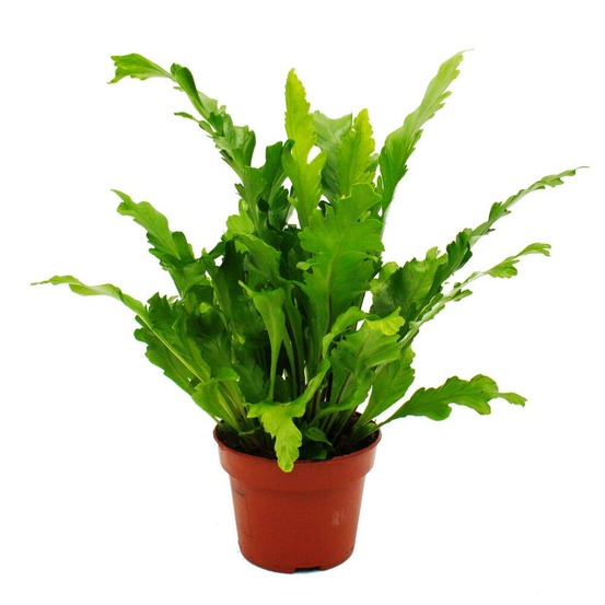 Asplenium nidus campio variétés spéciales de fougères pour la chambre fougère nid pot de 17cm hauteur environ 30-40cm