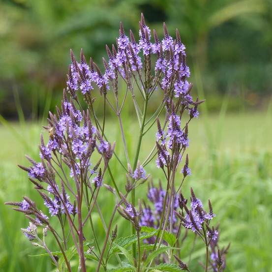 Verveine hastée godet de 8/9 cm