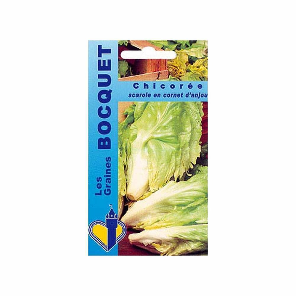 Graines de chicorée scarole cornet d'anjou