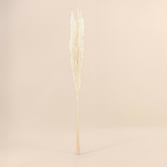 Bouquet fleurs séchées 5 pampas 100cm