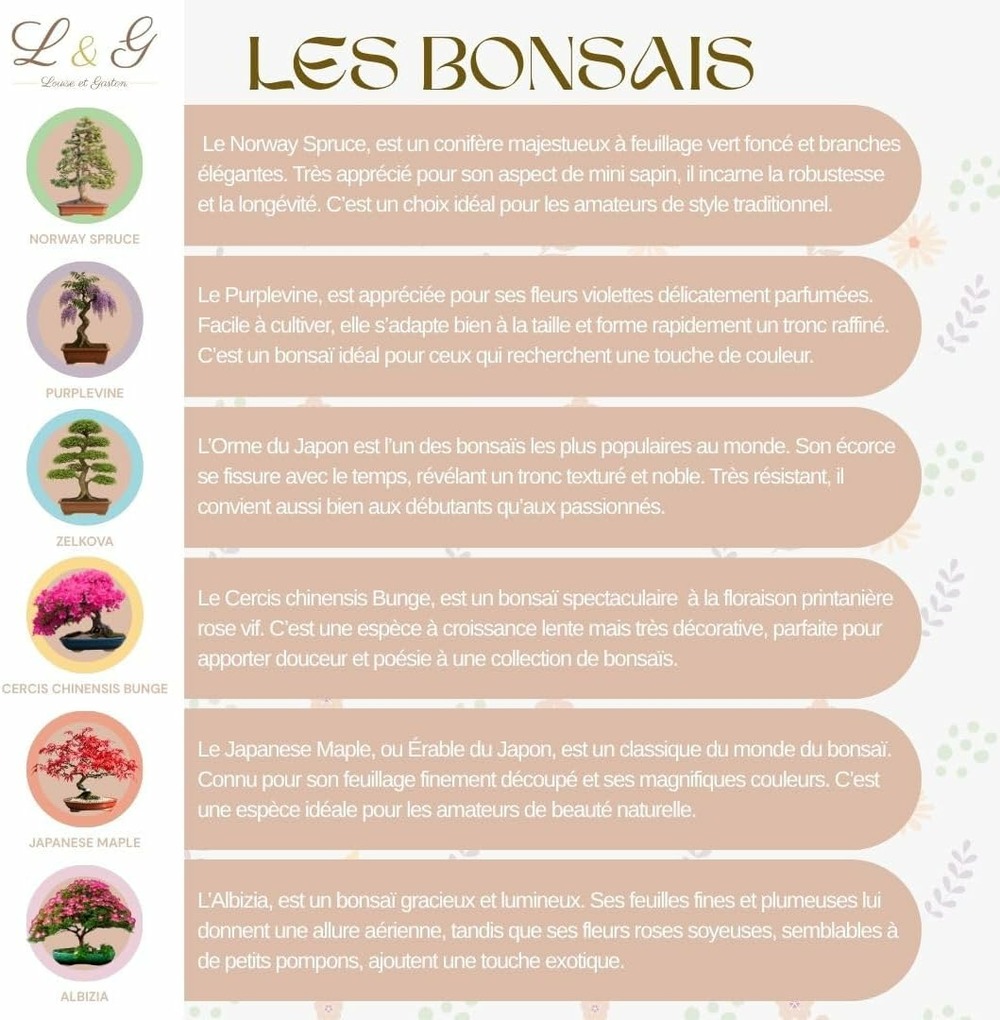 Kit complet de 6 bonsaï – graines & accessoires