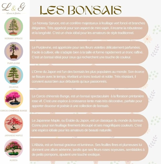 Kit complet de 6 bonsaï – graines & accessoires