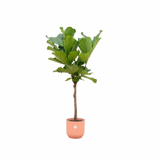 Ficus lyrata et son pot rose - hauteur 160cm