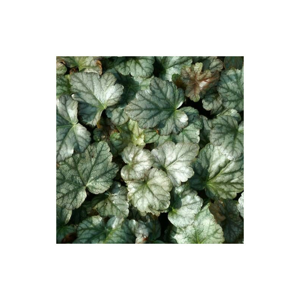 Heucherella quicksilver lot de 5 godets