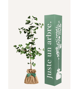 Ginkgo biloba "arbre aux quarante écus" | idée cadeau naissance, mariage, anniversaire - à planter en intérieur ou extérieur.