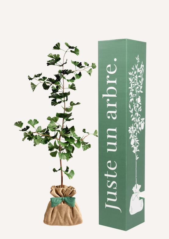 Ginkgo biloba
