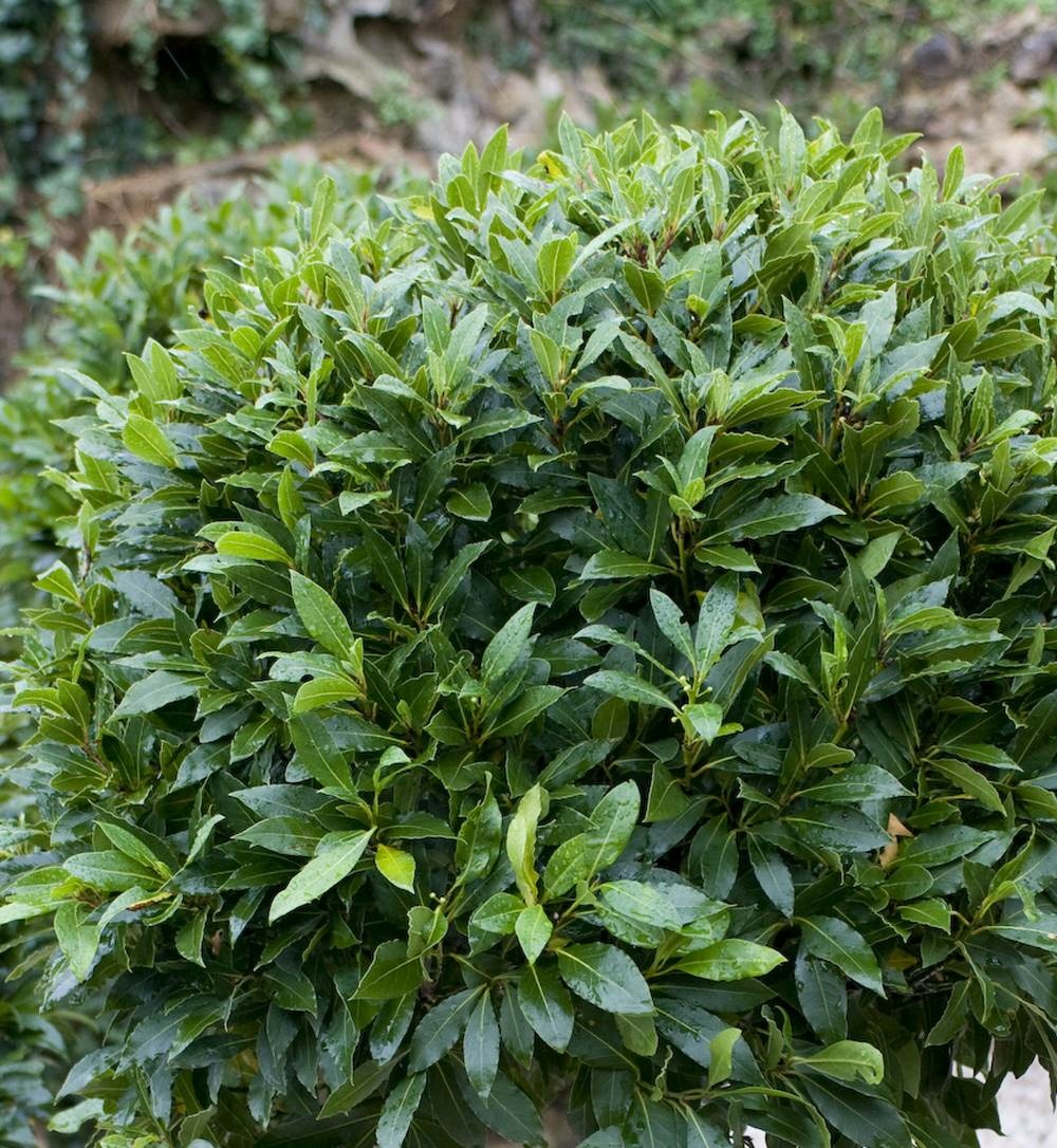 Laurier sauce - lot de 2 godets