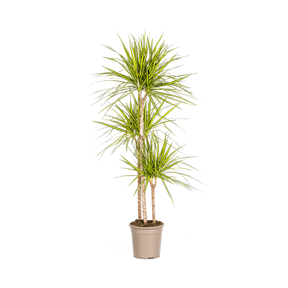 Dracaena marginata sunray ø24cm - ↕130 - 150cm - plantes d'intérieur