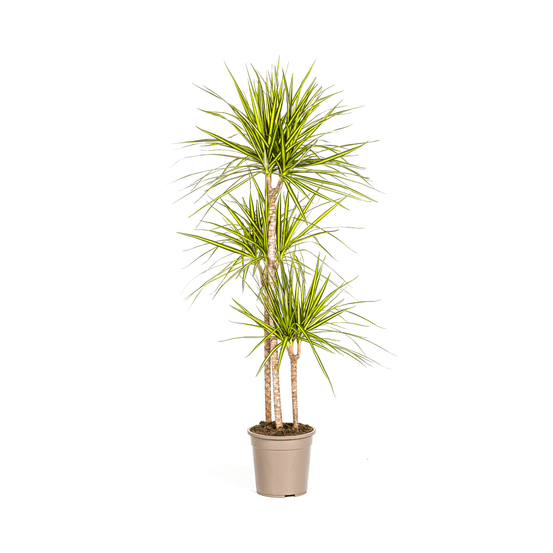 Dracaena marginata sunray ø24cm - ↕130 - 150cm - plantes d'intérieur