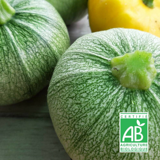 Graines de courgette de nice - sans traitement sachet